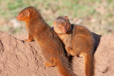 Vahşi firavun ailesi Tanzanias Serengeti Milli Parkı 'nda kumlu kayalıklarda.