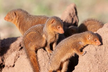 Vahşi firavun ailesi Tanzanias Serengeti Milli Parkı 'nda kumlu kayalıklarda.