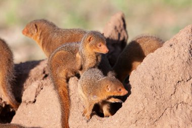 Serengeti Ulusal Parkı 'nda kumlu zeminde küçük firavunlar..
