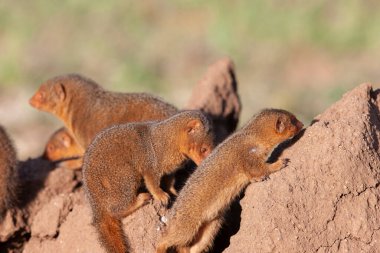 Vahşi firavun ailesi Tanzanias Serengeti Milli Parkı 'nda kumlu kayalıklarda.