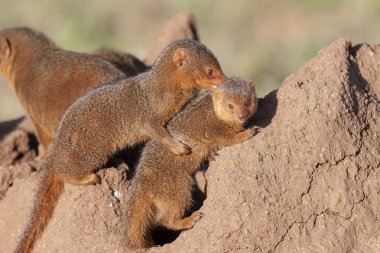 Serengeti Ulusal Parkı 'nda kumlu zeminde küçük firavunlar..