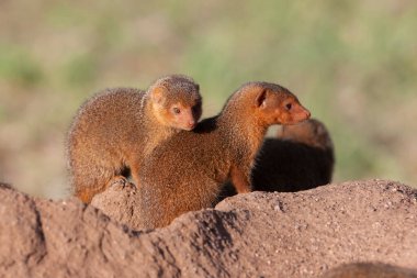 Tanzanya 'da kumlu zeminde küçük bir firavun faresi ailesi. Serengeti Milli Parkı.