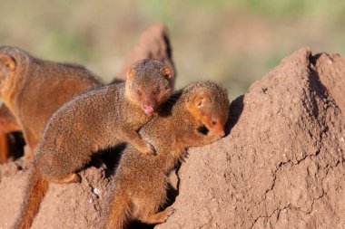 Tanzanya 'da kumlu zeminde küçük bir firavun faresi ailesi. Serengeti Milli Parkı.