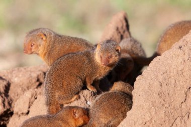 Tanzanya 'da kumlu zeminde küçük bir firavun faresi ailesi. Serengeti Milli Parkı.