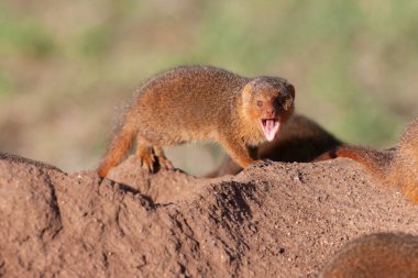 Serengeti 'de küçük bir firavun faresi yaz güneşinin tadını çıkarıyor. 