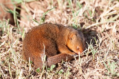 Serengeti 'de küçük bir firavun faresi yaz güneşinin tadını çıkarıyor. 