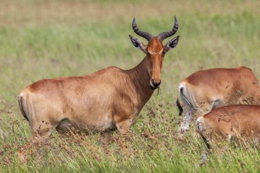 Vahşi Swayne antilopları Tanzanya Serengeti Milli Parkı 'nın çimenli tarlalarında dolaşıyorlar..