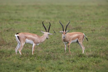 Vahşi ceylanlar Tanzanya Serengeti Milli Parkı 'nın çayırlarında gezinir..