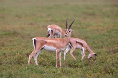 Tanzanya 'nın Serengeti Milli Parkı' nda bir ceylan sürüsü.