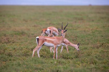 Vahşi ceylanlar Tanzanya Serengeti Milli Parkı 'nın çimenli tarlalarında dolaşıyorlar..