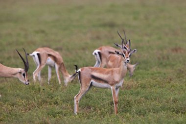 Vahşi ceylanlar Tanzanya Serengeti Milli Parkı 'nın çimenli tarlalarında dolaşıyorlar..