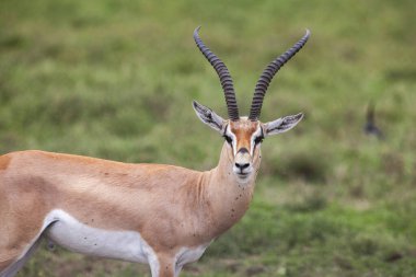 Vahşi ceylan kameraya bakıyor. Tanzanya Serengeti Milli Parkı.