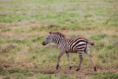 Serengeti 'deki çayırlarda çizgili zebra. Tanzanya.