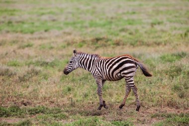 Bir Zebra Tanzanya otlu Serengeti çayırının tadını çıkarıyor..