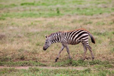Serengeti 'de otlağın tadını çıkaran bir Zebra. Tanzanya.