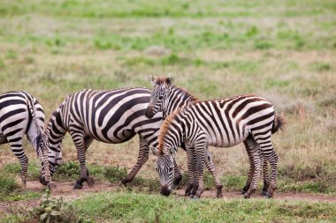 Zebralar otlarla çayırlarda özgürce dolaşır. Çevrede vahşi doğa ve hayvan 