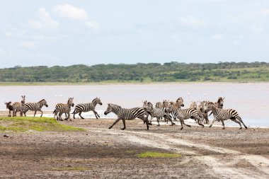 Vahşi zebralar Tanzanya, Serengeti ovalarında özgürce dolaşıyorlar..