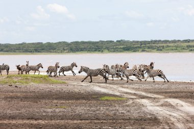 Vahşi doğa ve hayvan. Zebralar Serengeti savanasındaki nehir kenarında özgürce dolaşıyorlar. 