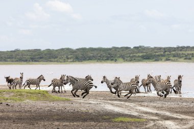 Vahşi zebralar Tanzanya, Serengeti ovalarında özgürce dolaşıyorlar..