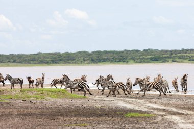 Vahşi zebralar Tanzanya, Serengeti ovalarında özgürce dolaşıyorlar..