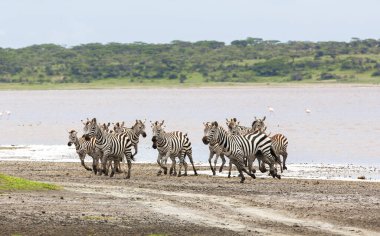 Zebralar Serengeti savanasındaki nehir kenarında özgürce dolaşıyorlar..