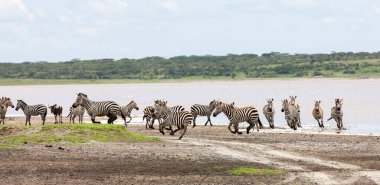 Vahşi zebralar Tanzanya, Serengeti ovalarında özgürce dolaşıyorlar..