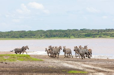 Vahşi doğa ve hayvan. Zebralar Serengeti savanasındaki nehir kenarında özgürce dolaşıyorlar. 