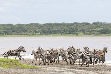 Zebralar Serengeti savanasındaki nehir kenarında özgürce dolaşıyorlar..