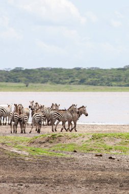 Zebralar Serengeti savanasındaki nehir kenarında özgürce dolaşıyorlar..