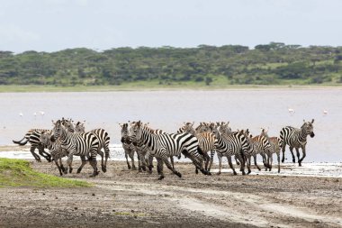 Zebralar Serengeti savanasında nehir kenarında özgürce dolaşırlar. Çevrede vahşi doğa ve hayvan 