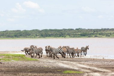 Zebralar Serengeti savanasındaki nehir kenarında özgürce dolaşıyorlar..