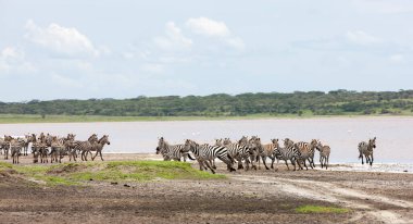Vahşi zebralar Tanzanya, Serengeti ovalarında özgürce dolaşıyorlar..
