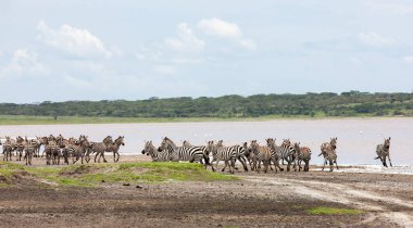Zebralar Serengeti savanasında nehir kenarında özgürce dolaşırlar. Çevrede vahşi doğa ve hayvan 