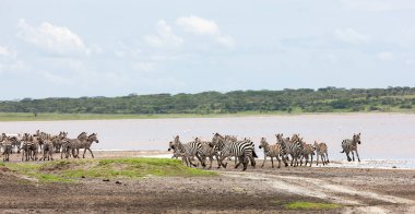 Zebralar Serengeti savanasındaki nehir kenarında özgürce dolaşıyorlar..