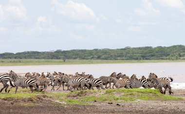 Zebralar Serengeti savanasındaki nehir kenarında özgürce dolaşıyorlar..