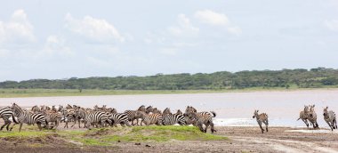 Vahşi doğa ve hayvan. Zebralar Serengeti savanasındaki nehir kenarında özgürce dolaşıyorlar. 