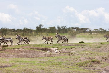 Zebralar Serengeti savanasında nehir kenarında özgürce dolaşırlar. Çevrede vahşi doğa ve hayvan 