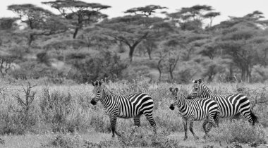 Vahşi Tanzanya zebraları, geniş Serengeti ovalarında siyah beyaz bir fotoğrafla özgürce dolaşır..