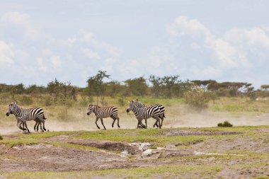 Vahşi Tanzanya zebraları Serengeti savanasında özgürce dolaşır..