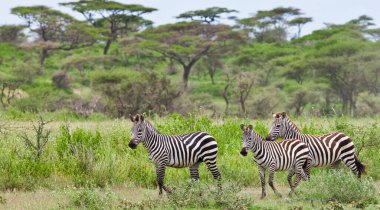 Vahşi zebralar Tanzanya 'da özgürce dolaşır, Serengeti savanasında..