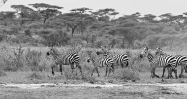 Vahşi Afrika zebraları geniş Serengeti savanasında özgürce dolaşır, siyah beyaz fotoğraf.
