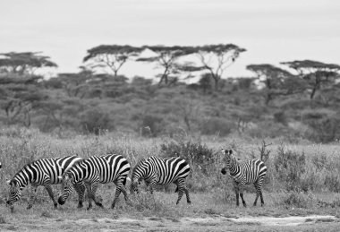 Vahşi Afrika zebraları geniş Serengeti savanasında özgürce dolaşır, siyah beyaz fotoğraf.