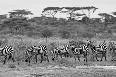 Siyah beyaz bir fotoğraf vahşi Tanzanya zebralarını geniş Serengeti ovalarında özgürce dolaşırken yakalar..