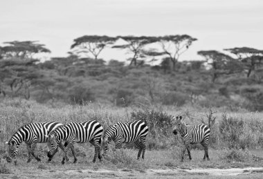 Vahşi Tanzanya zebraları, geniş Serengeti ovalarında siyah beyaz bir fotoğrafla özgürce dolaşır..