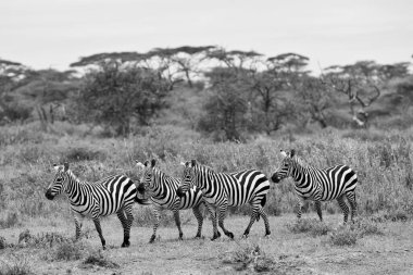 Siyah beyaz bir fotoğraf vahşi Tanzanya zebralarını geniş Serengeti ovalarında özgürce dolaşırken yakalar..