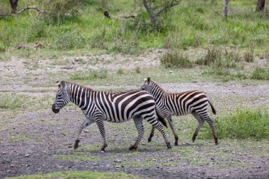 Tanzanyalı zebralar Serengeti 'de dolaşıyorlar. vahşi Afrika doğası 