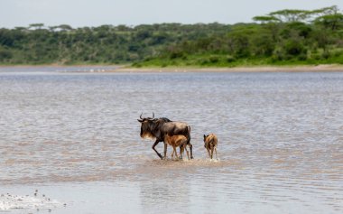 Serengeti Milli Parkı 'ndaki nehirde özgürlüğün tadını çıkaran vahşi bir gnus. Tanzanya 
