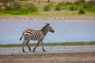 Serengeti 'de nehir kıyısında bir zebra. Tanzanya 'da savana 