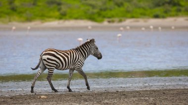 Serengeti 'de nehir kıyısında bir zebra. Tanzanya 'da savana 