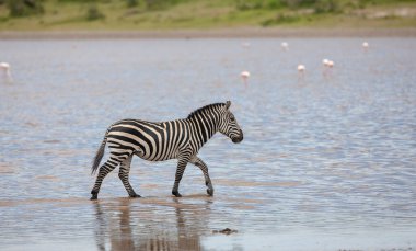 Serengeti nehir suyunda bir zebra, Tanzanya 